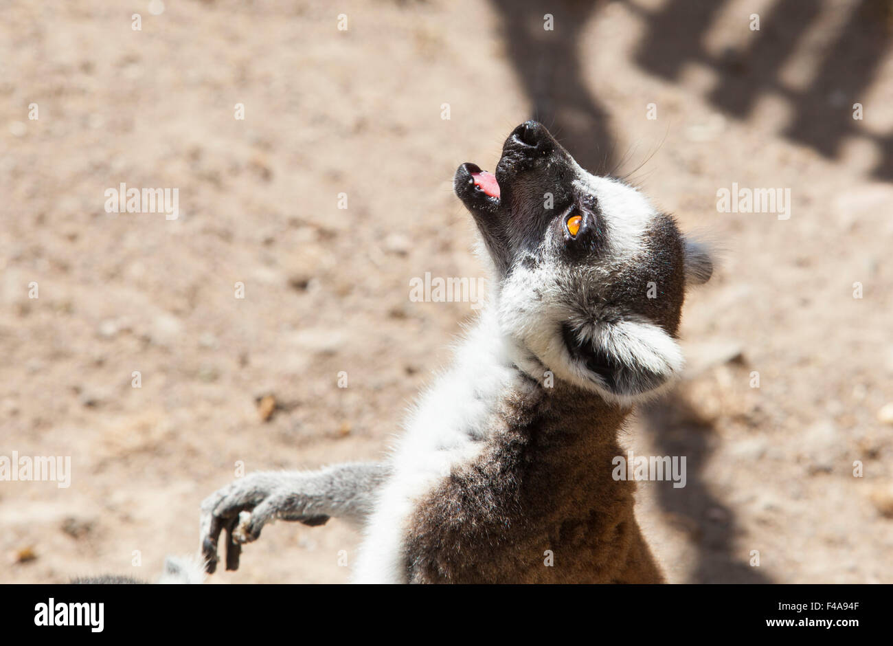 One ring-tailed lemur singing vocalizations Stock Photo