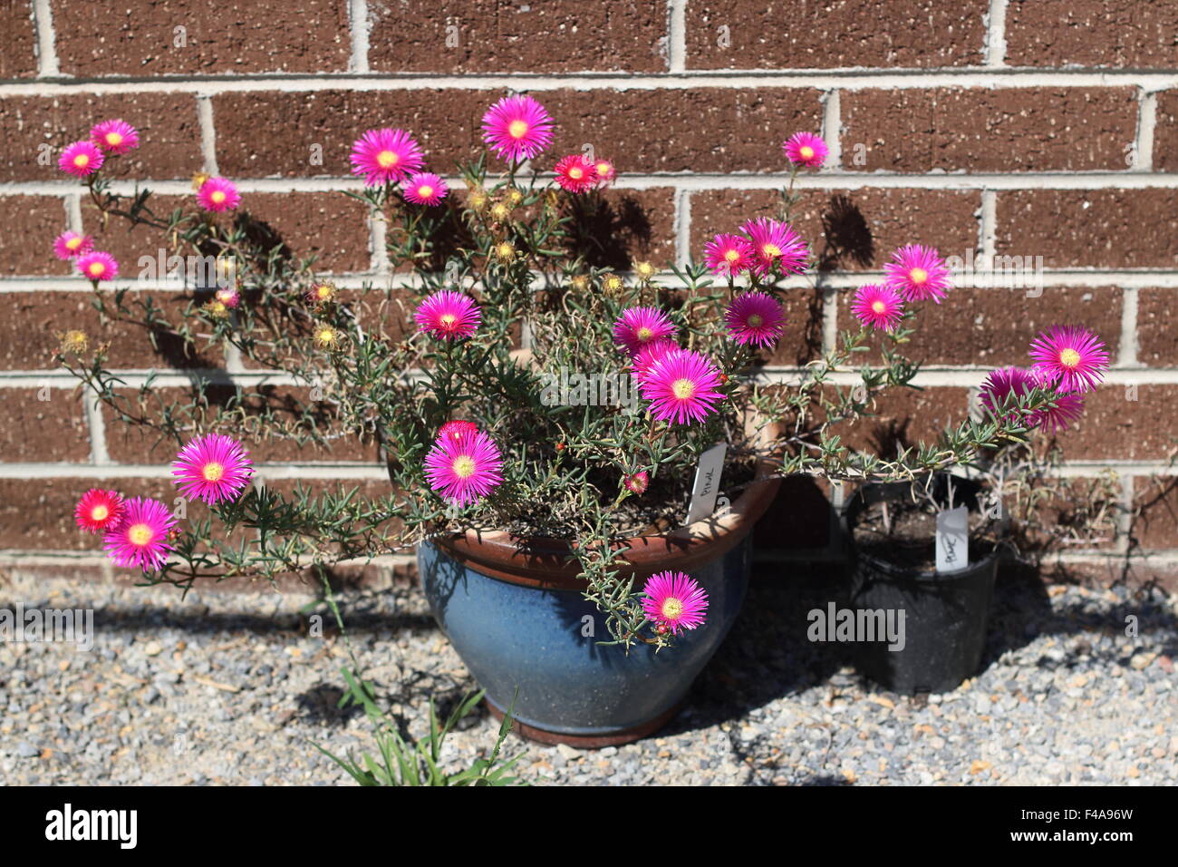 Pink Pig face flowers or Mesembryanthemum , ice plant flowers, Livingstone Daisies in full bloom growing in a pot Stock Photo