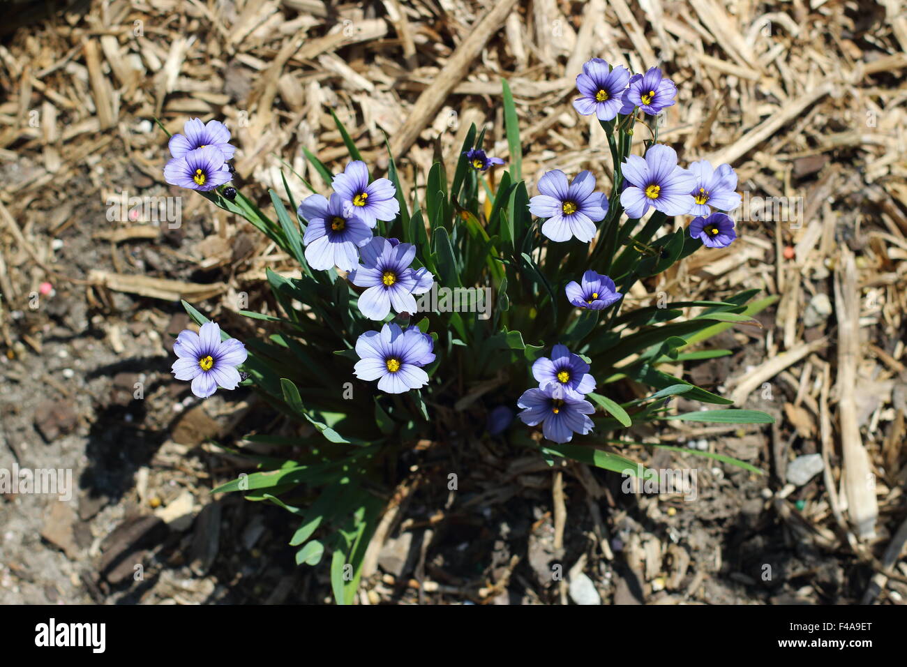 Sisyrinchium bellum or also known as Blue-Eyed Grass planted on the ground Stock Photo