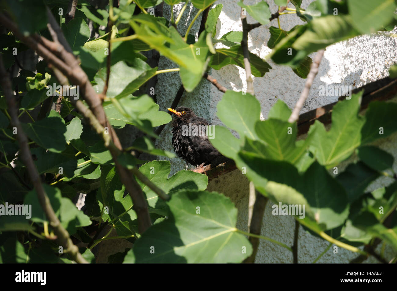 Blackbird Stock Photo