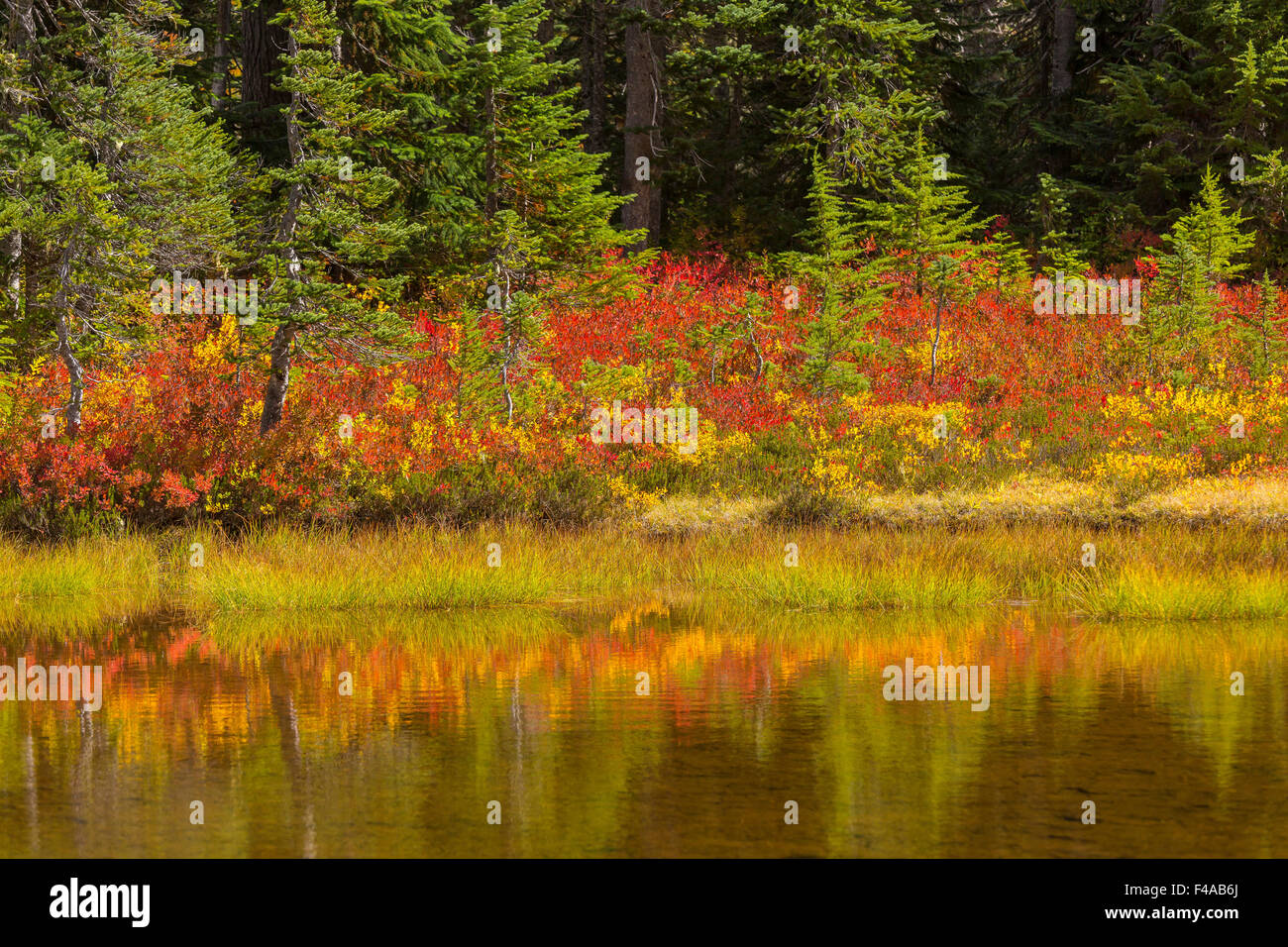 GIFFORD PINCHOT NATIONAL FOREST, WASHINGTON, USA Pond and autumn