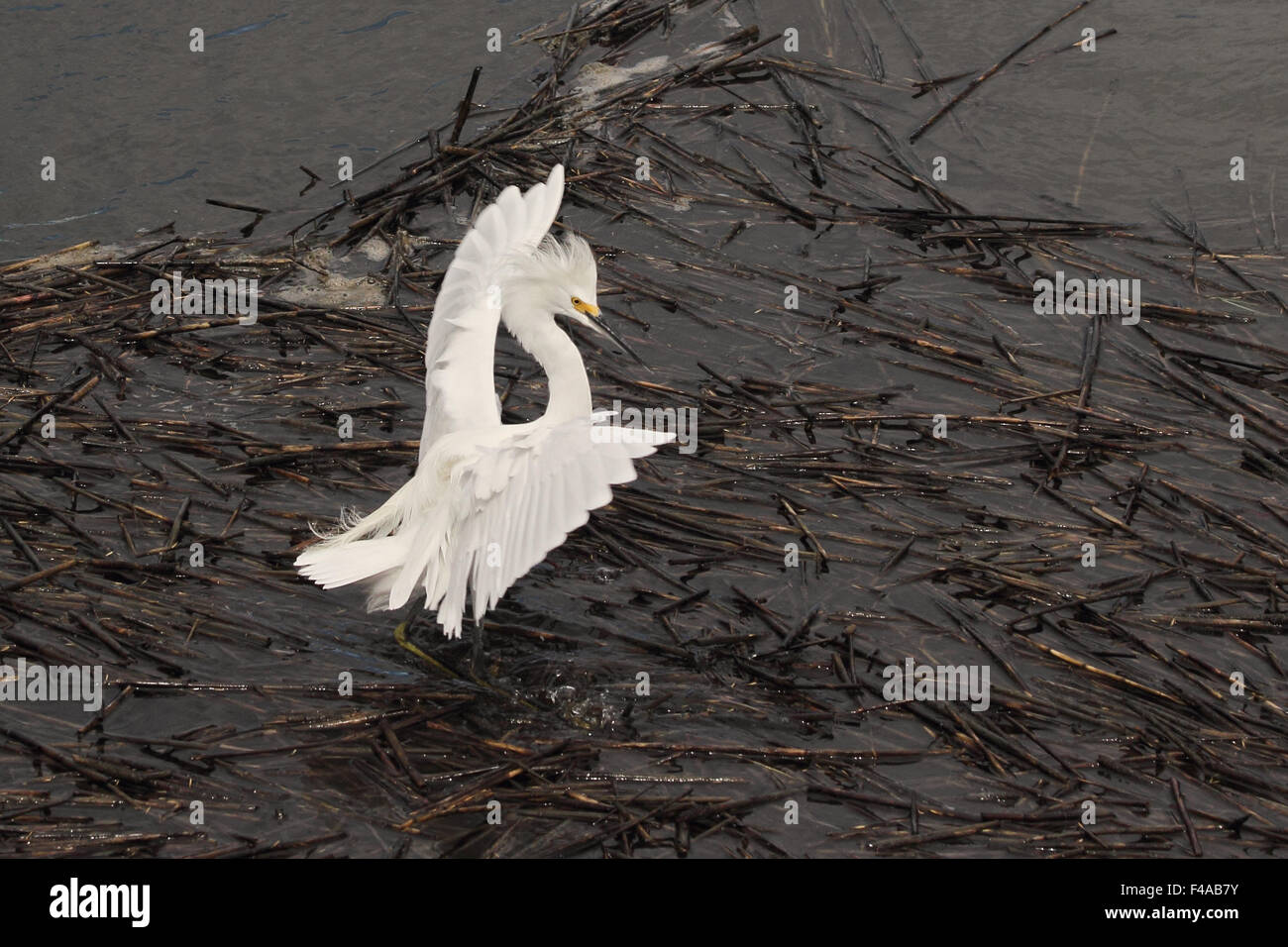 A Snowy egret struts across a salt marsh displaying its plumage. Stock Photo