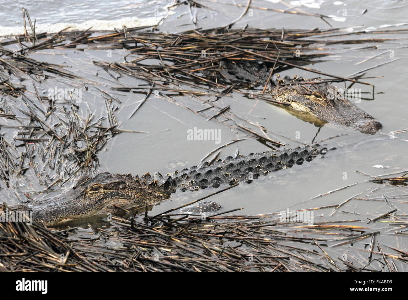 Two American alligators lurking in the reeds. Stock Photo