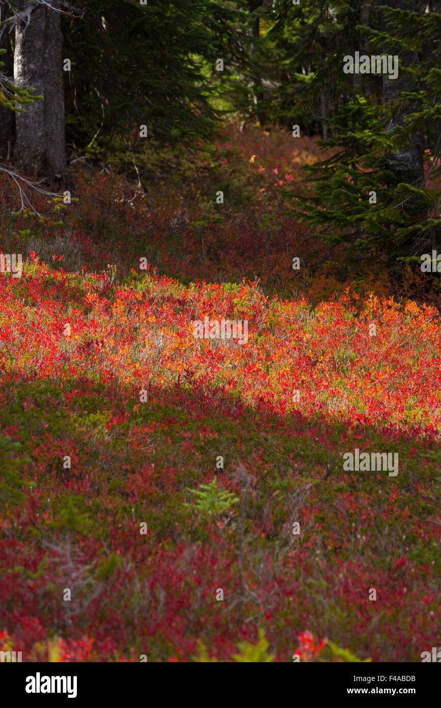 GIFFORD PINCHOT NATIONAL FOREST, WASHINGTON, USA Autumn foliage in