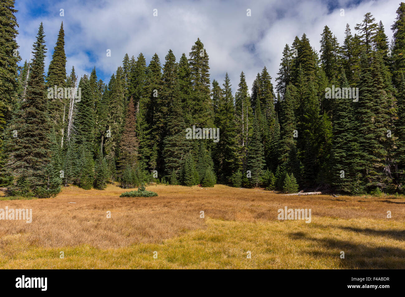 GIFFORD PINCHOT NATIONAL FOREST, WASHINGTON, USA - Indian Heaven ...