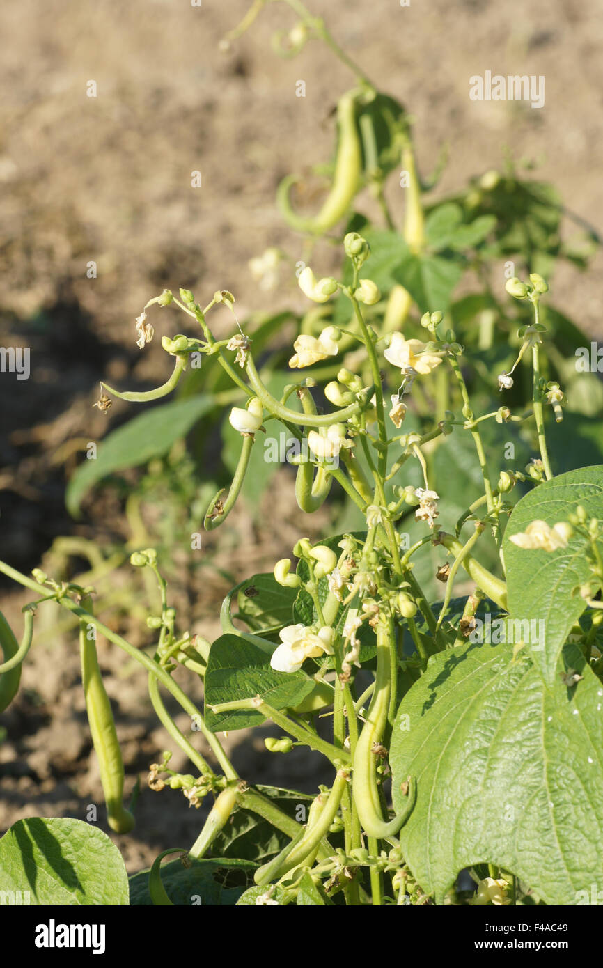 Bean blossoms hi-res stock photography and images - Alamy