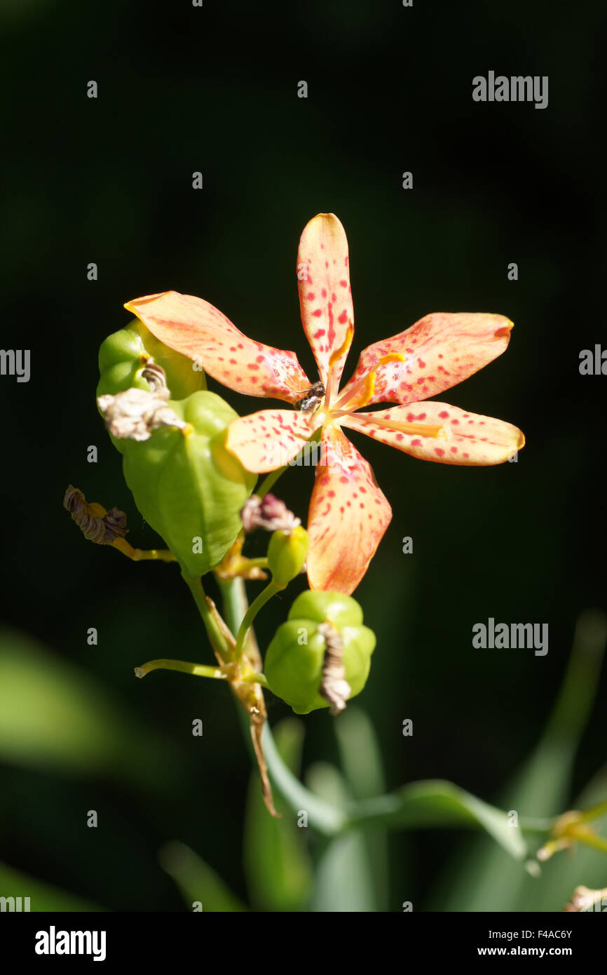 Leopard flower Stock Photo Alamy