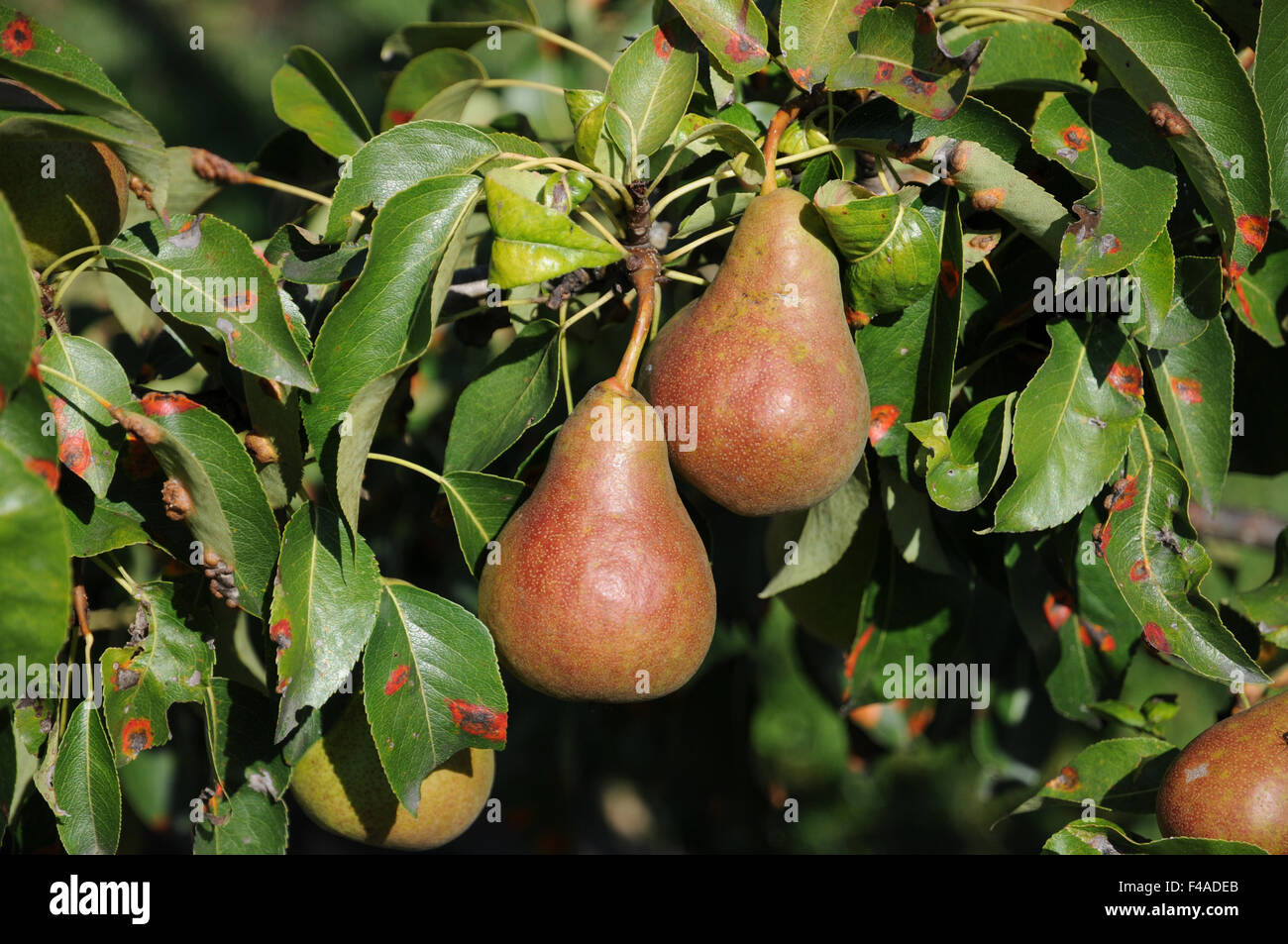 Pear-Sort Stock Photo