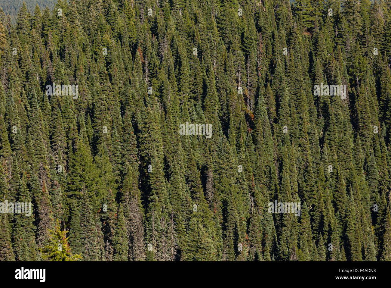 GIFFORD PINCHOT NATIONAL FOREST, WASHINGTON, USA - Aerial view of forest of trees in Indian Heaven wilderness. Stock Photo