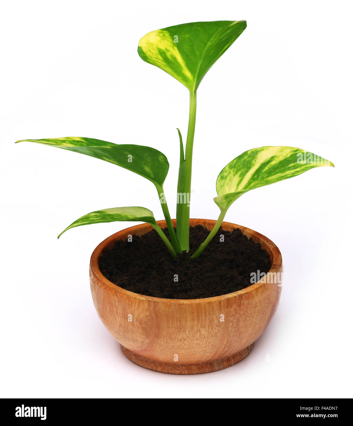 Money plant in a wooden bowl Stock Photo