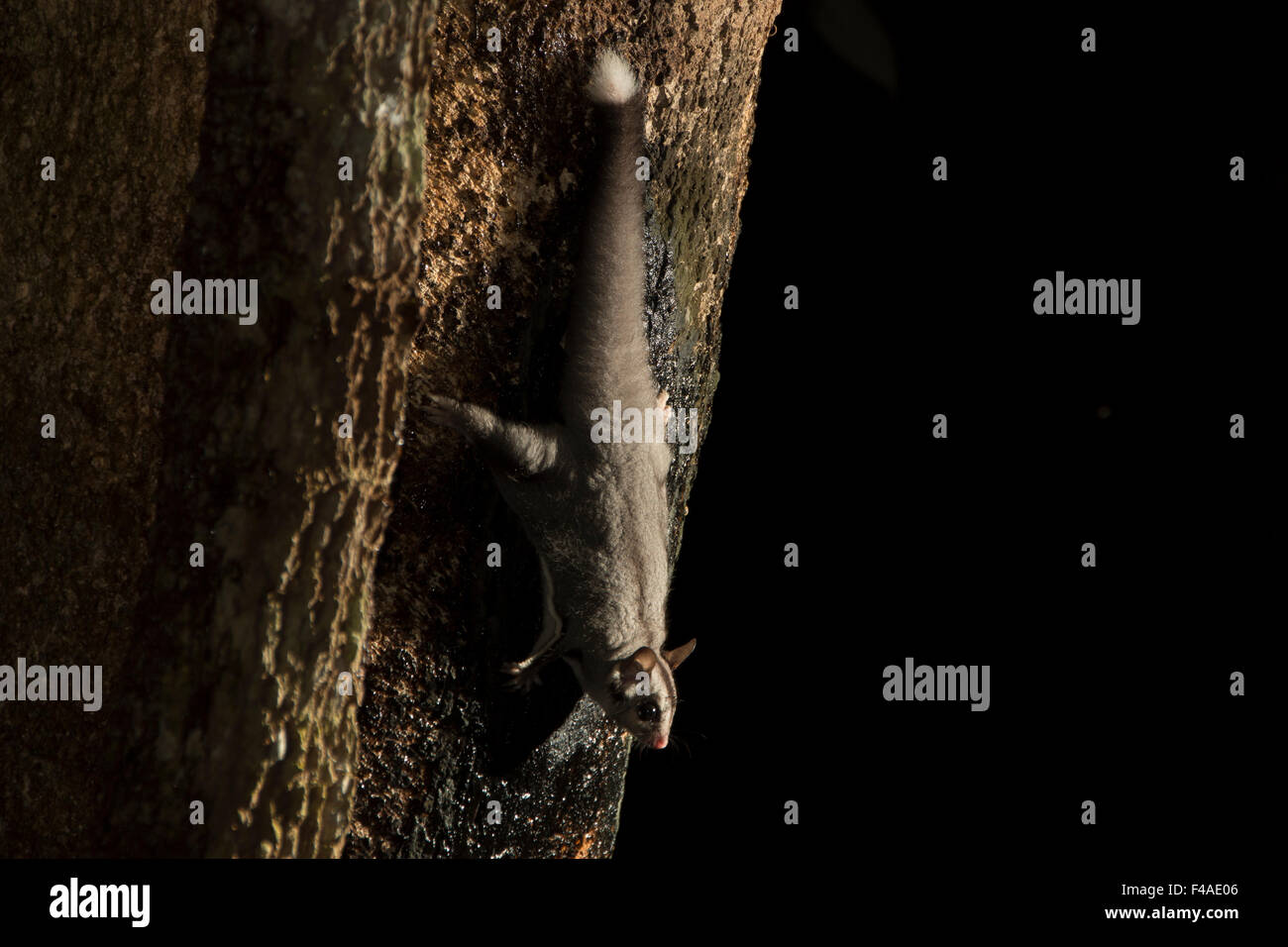 Sugar Glider Flying High Resolution Stock Photography and Images - Alamy