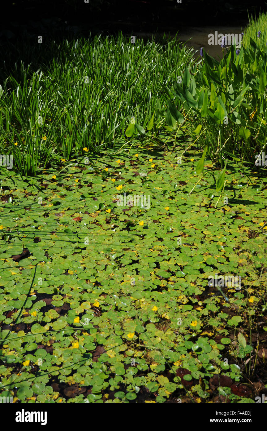 Fringed waterlily Stock Photo