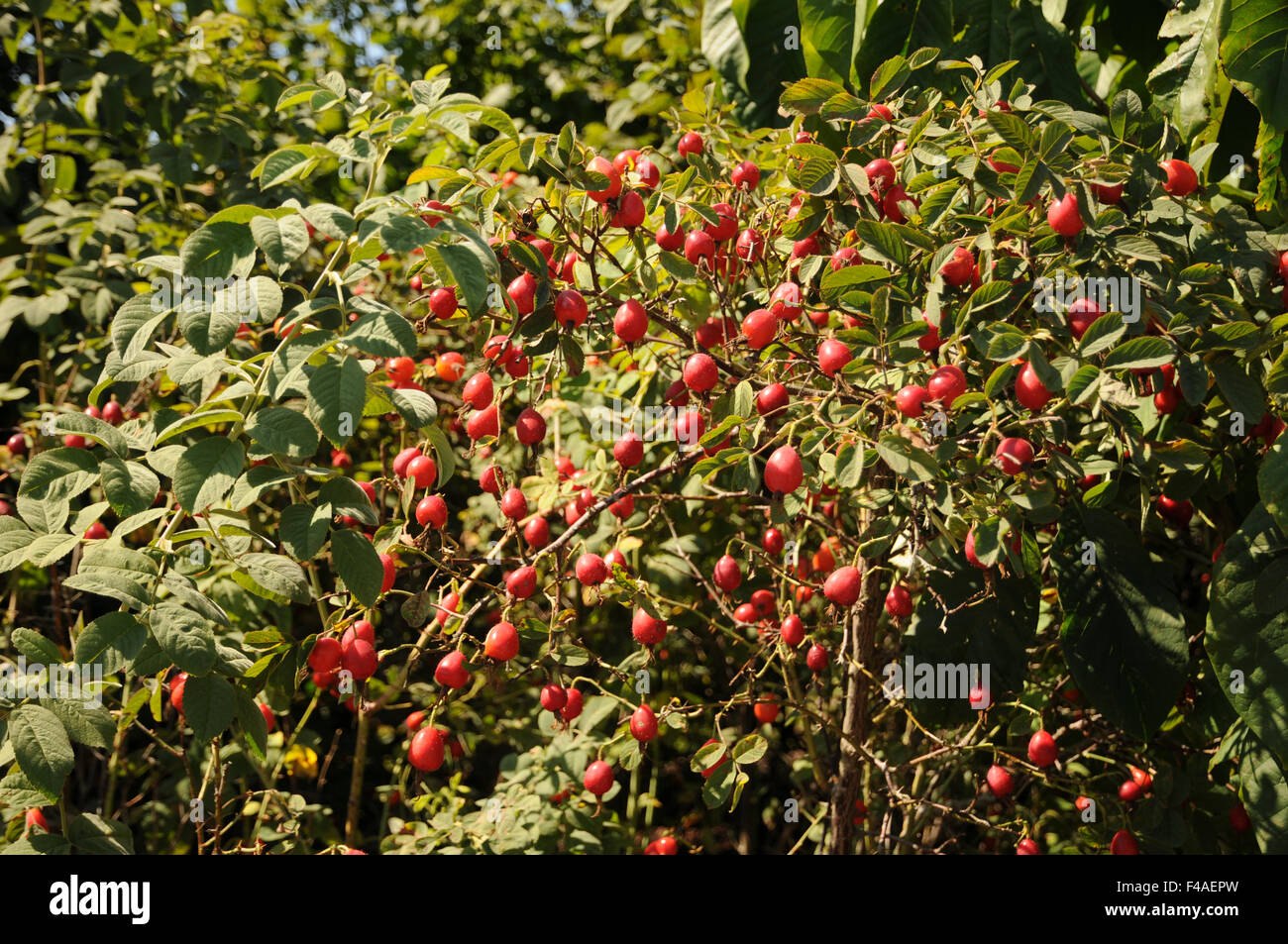 Apple rose hi-res stock photography and images - Alamy