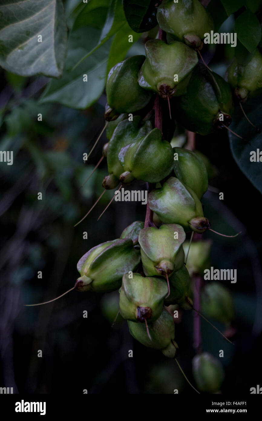 Beautiful Hanging Seed Pods Stock Photo