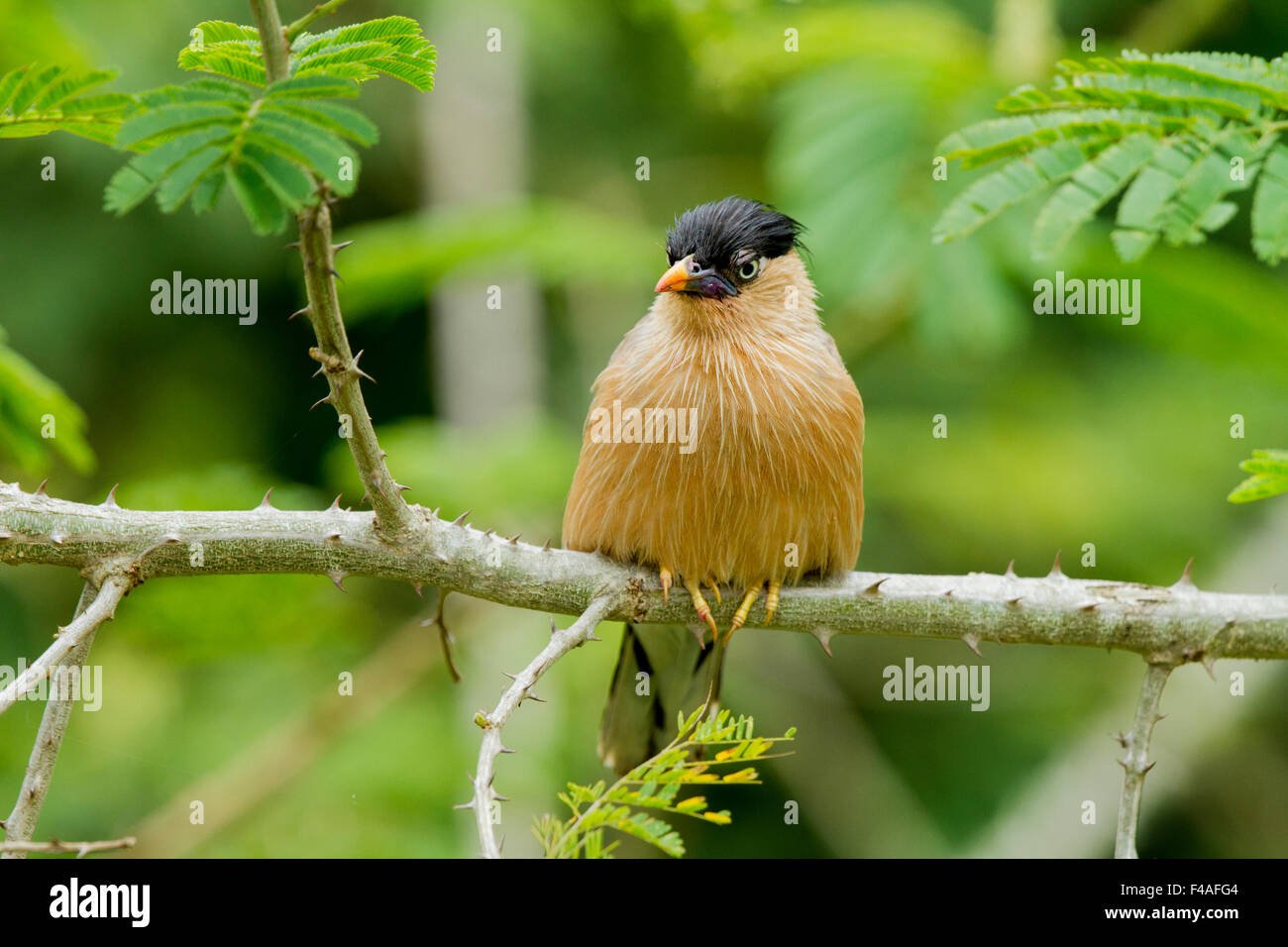 The brahminy myna or brahminy starling (Sturnia pagodarum) is a member of the starling family of birds. Stock Photo