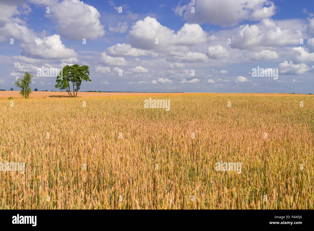 summer in Poland Stock Photo - Alamy