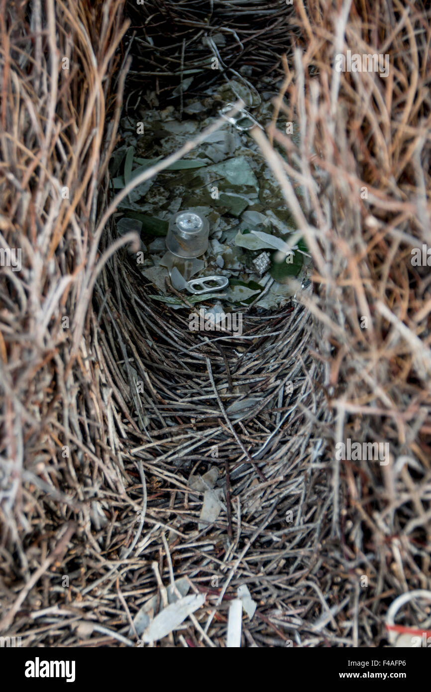 Bower Bird Nest Stock Photo Alamy