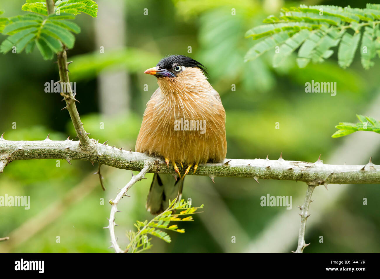 The brahminy myna or brahminy starling (Sturnia pagodarum[2]) is a member of the starling family of birds. Stock Photo