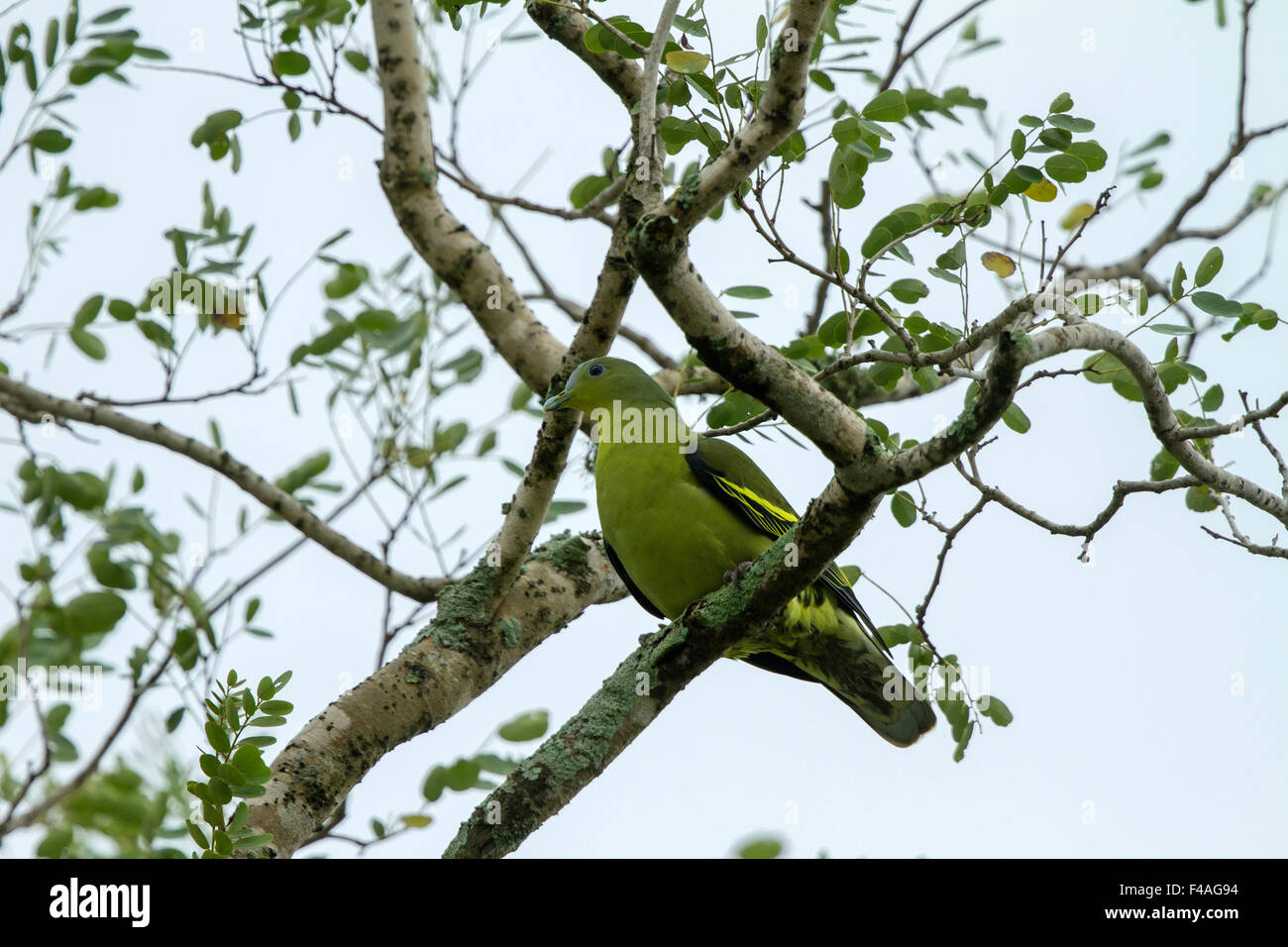 The pompadour green pigeon (Treron sp.) is a pigeon complex in the genus Treron. It is widespread in forests of south asia Stock Photo