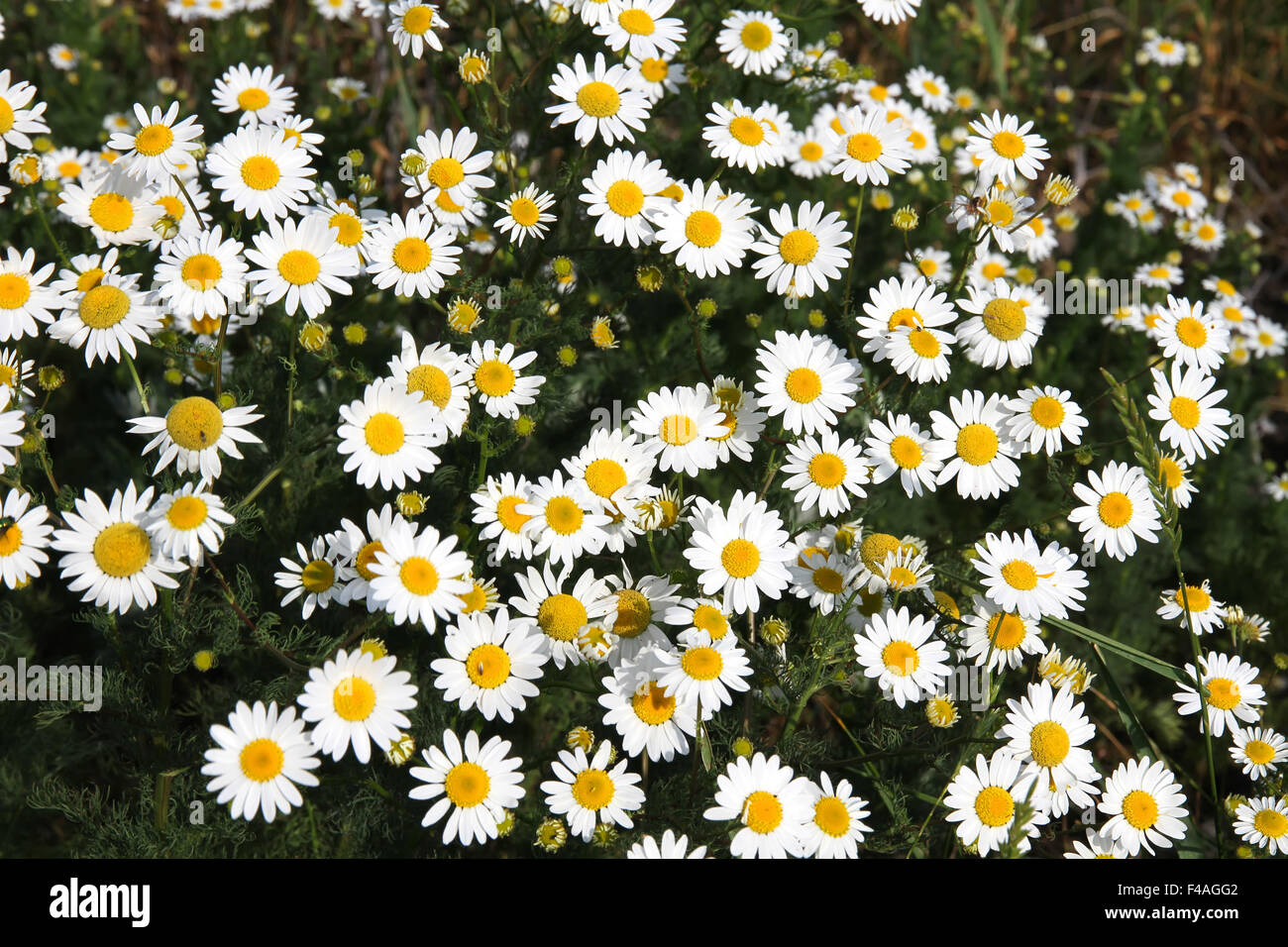 Fauna flo hi-res stock photography and images - Alamy