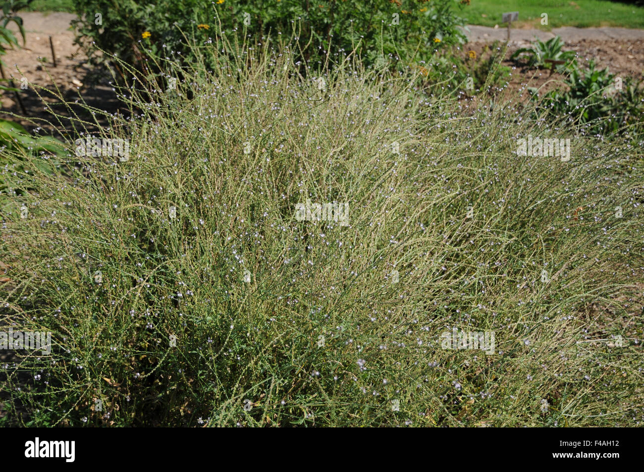 Common vervain Stock Photo