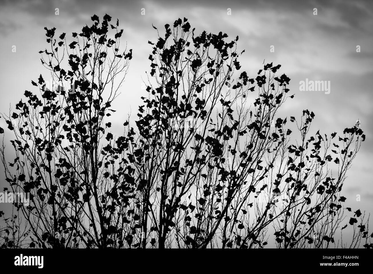 Evening sky Black and White Stock Photos & Images - Alamy