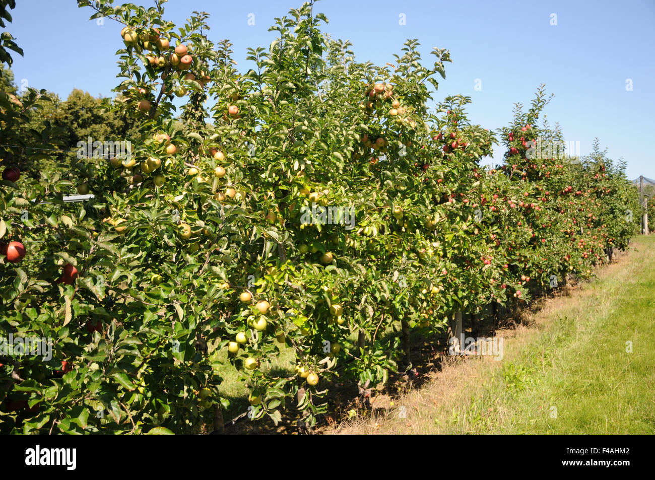 Hedge apple hires stock photography and images Alamy