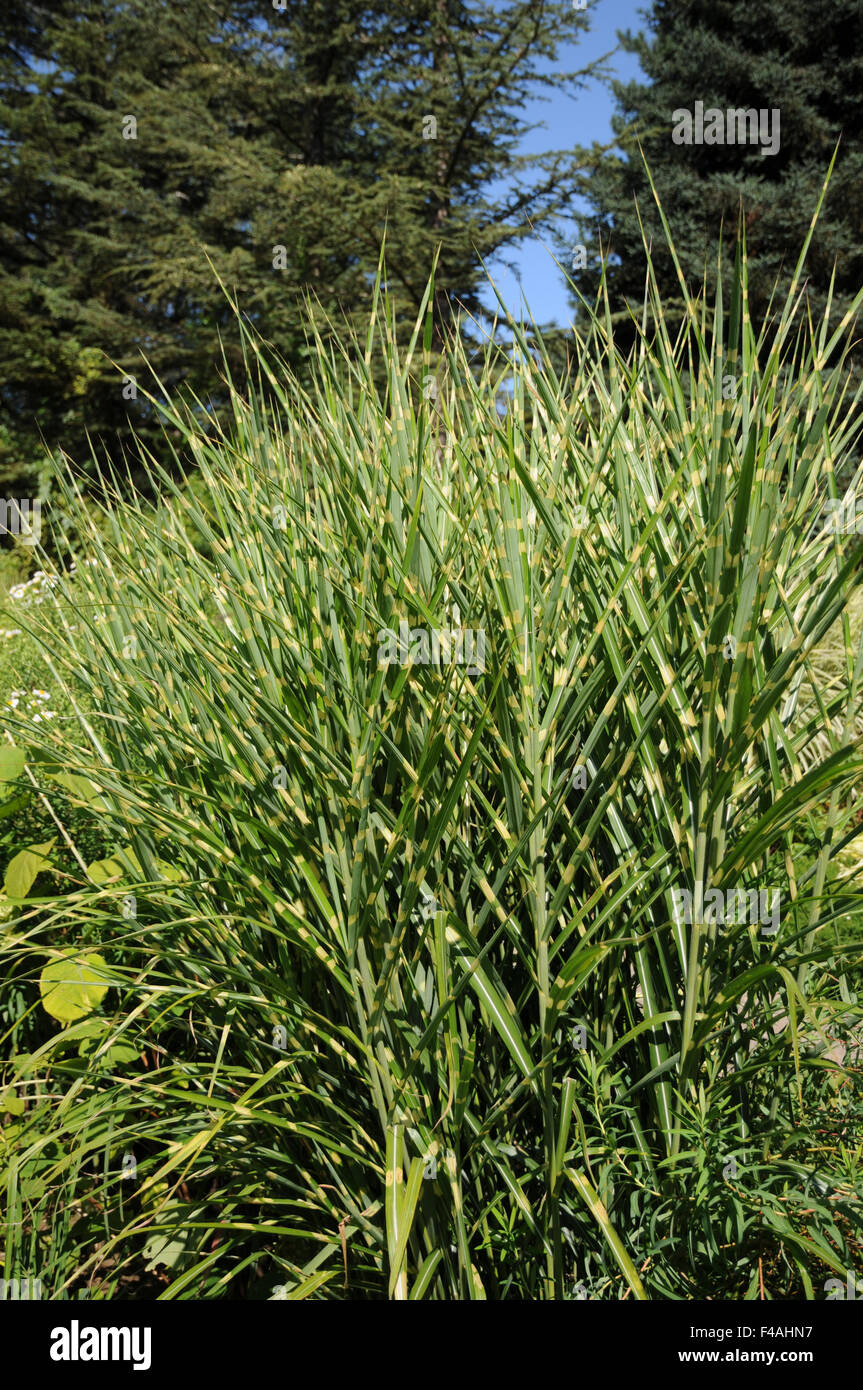 Chinese silver grass Stock Photo Alamy