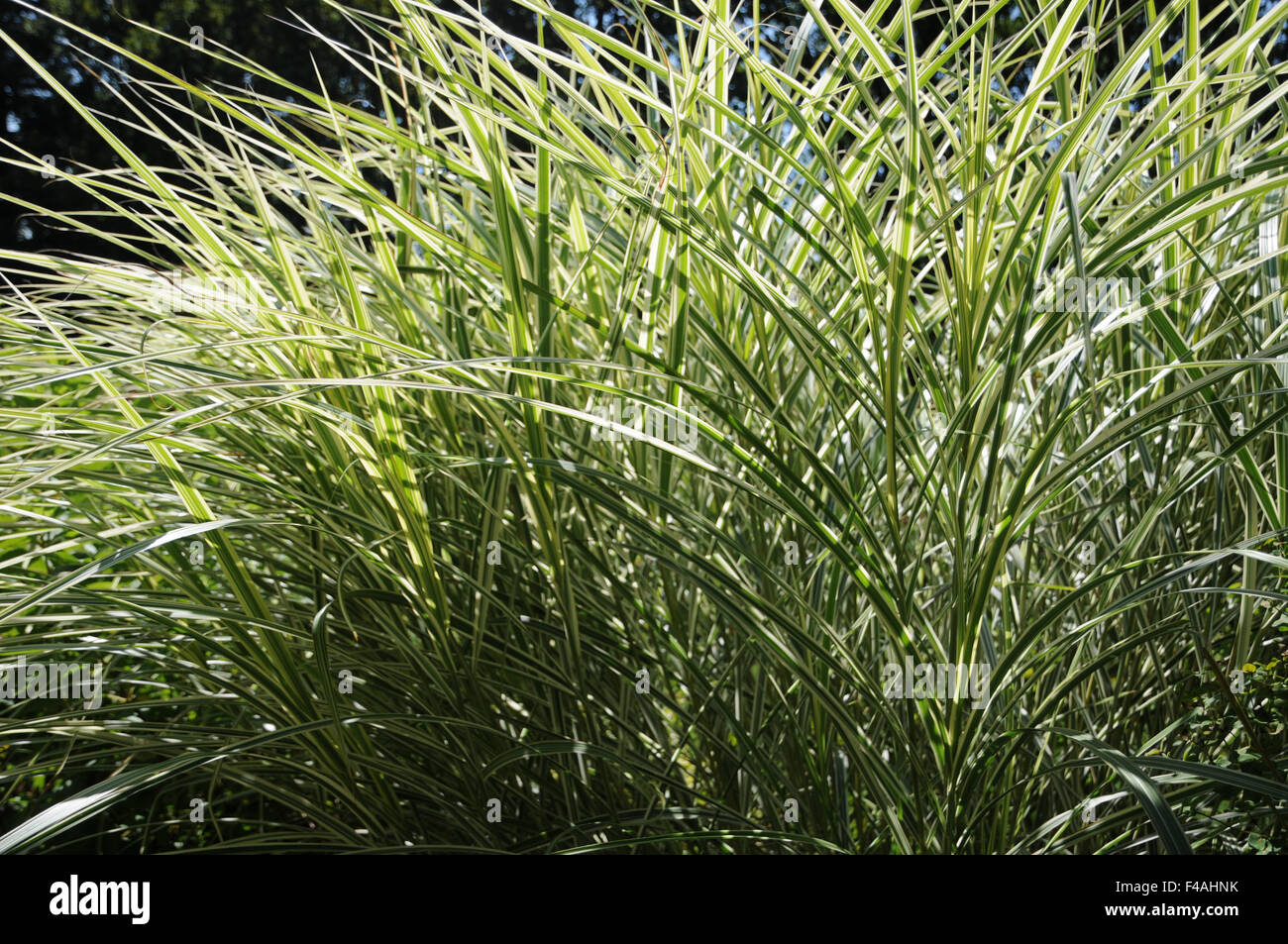 Chinese silver grass Stock Photo Alamy