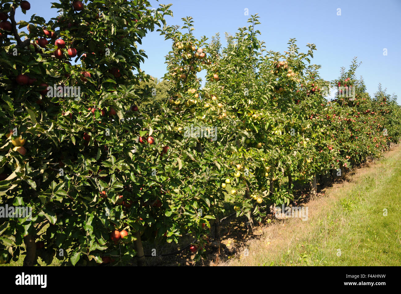 Applehedge Stock Photo Alamy