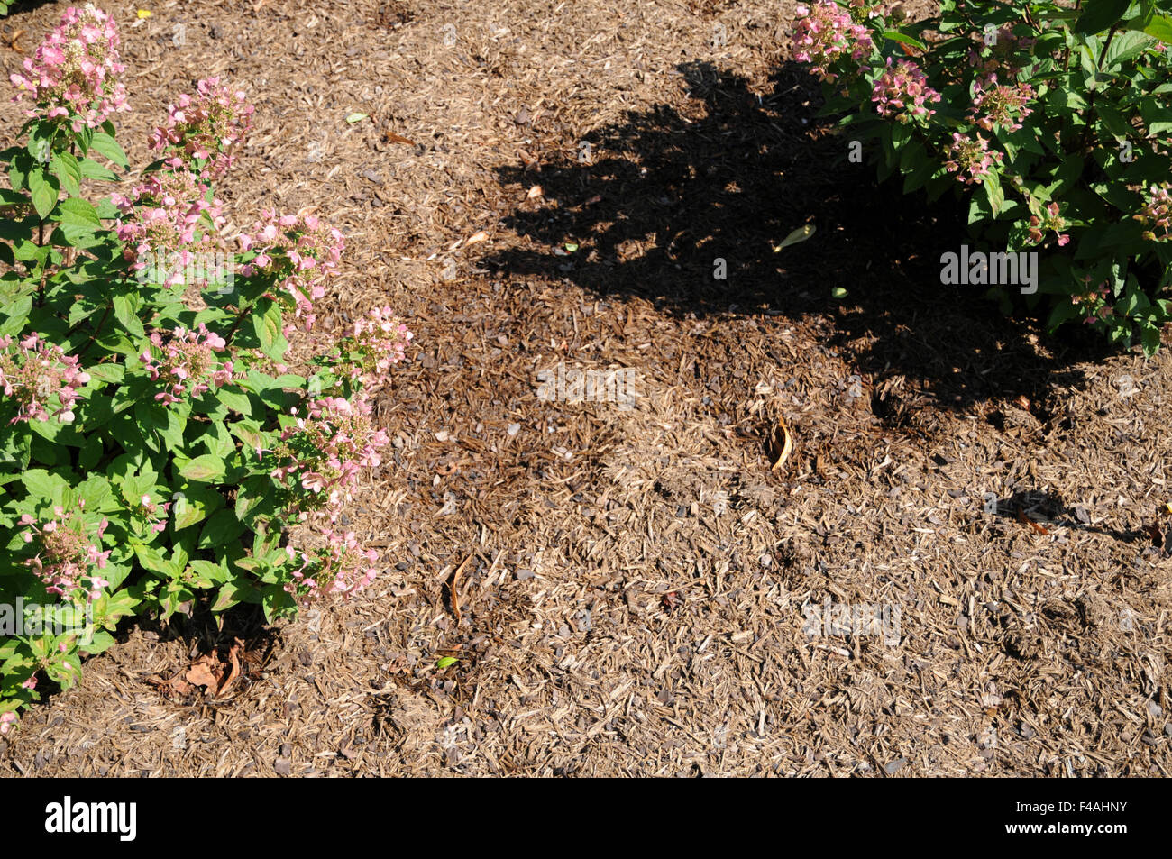 Mulching with cutted wood Stock Photo