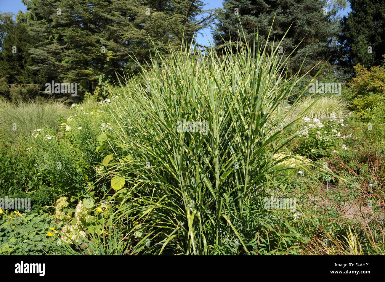 Chinese silver grass Stock Photo Alamy