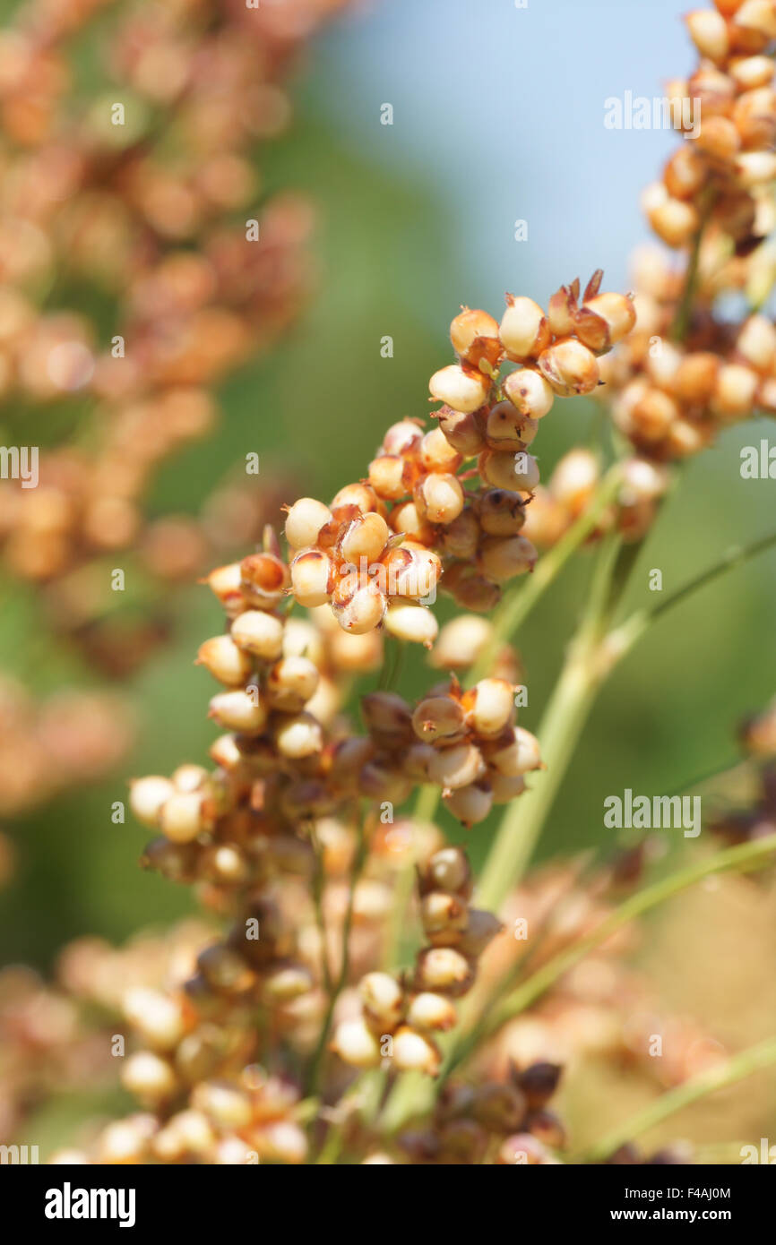 Durra hi-res stock photography and images - Alamy