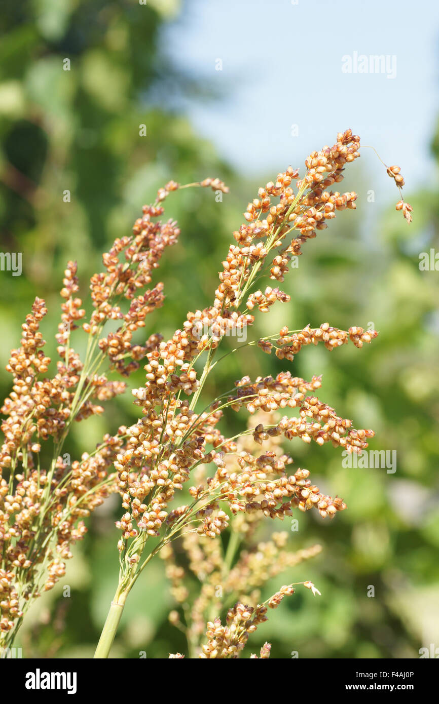 Durra hi-res stock photography and images - Alamy