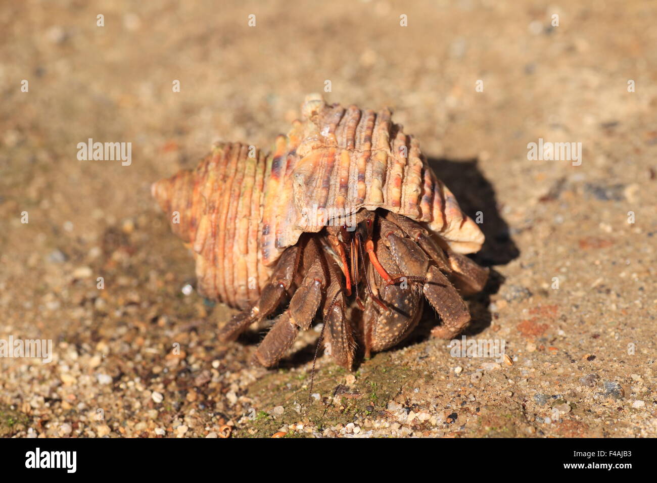 Terrestrial Hermit Crab (Coenobita cavipes) in Japan Stock Photo