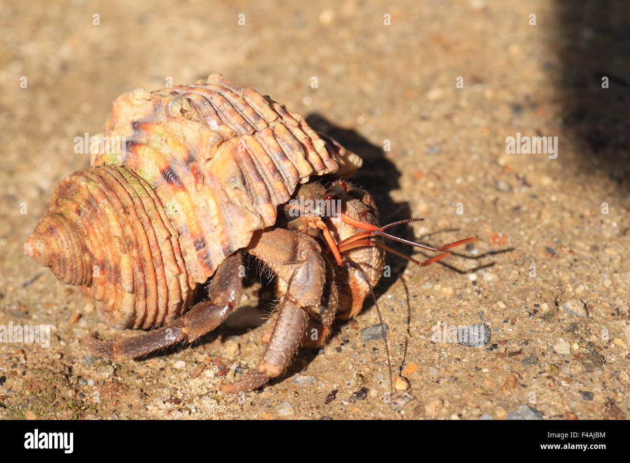 Terrestrial Hermit Crab (Coenobita cavipes) in Japan Stock Photo