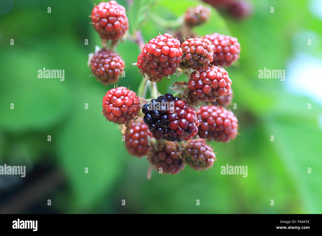 Blackberry (Rubus fruticosus) in Japan Stock Photo