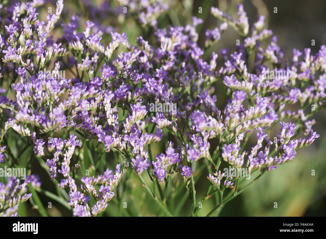 Limonium Latifolium Sea Lavender High Resolution Stock Photography and ...