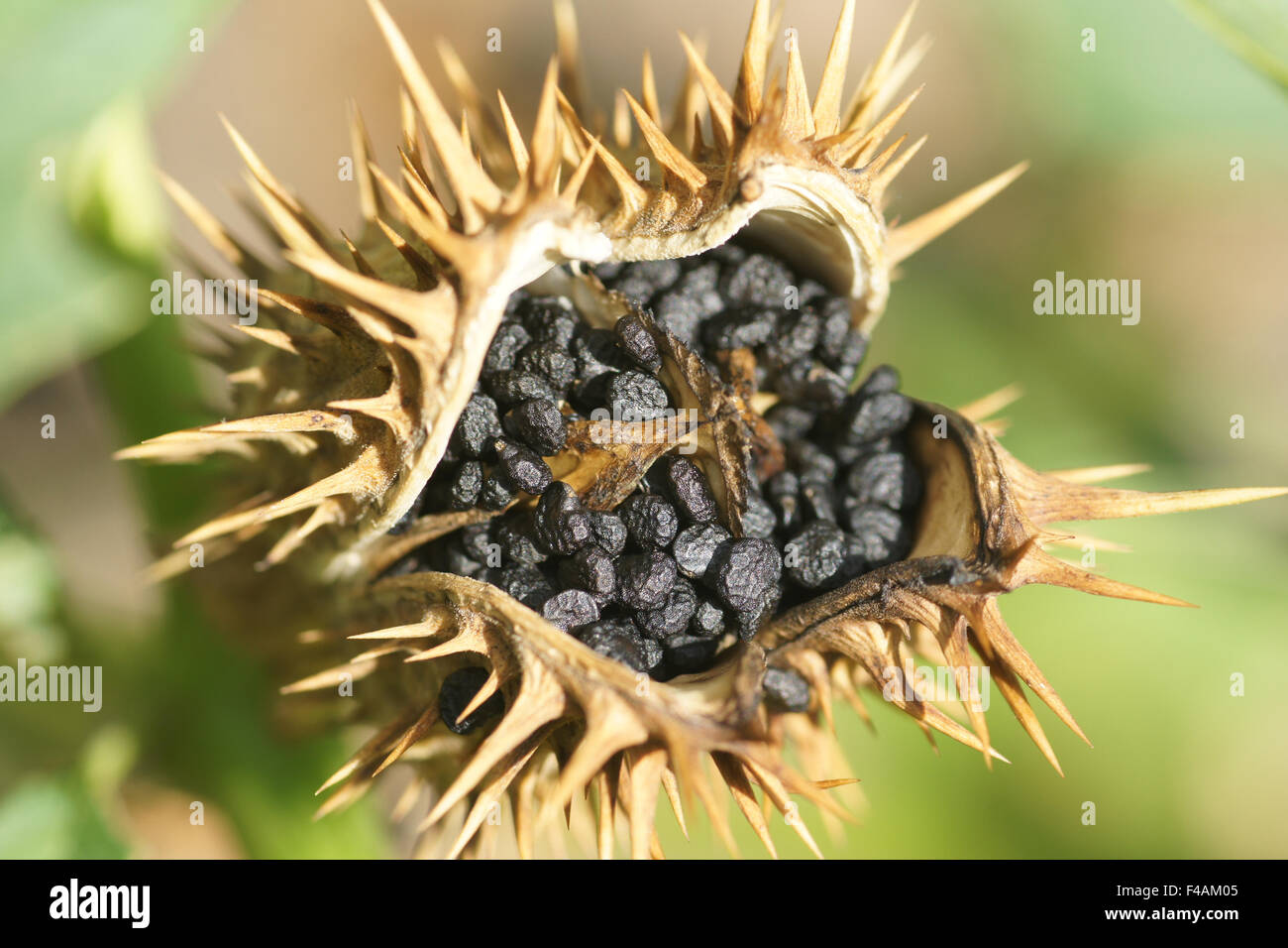 Jimson weed Stock Photo 88745669 Alamy