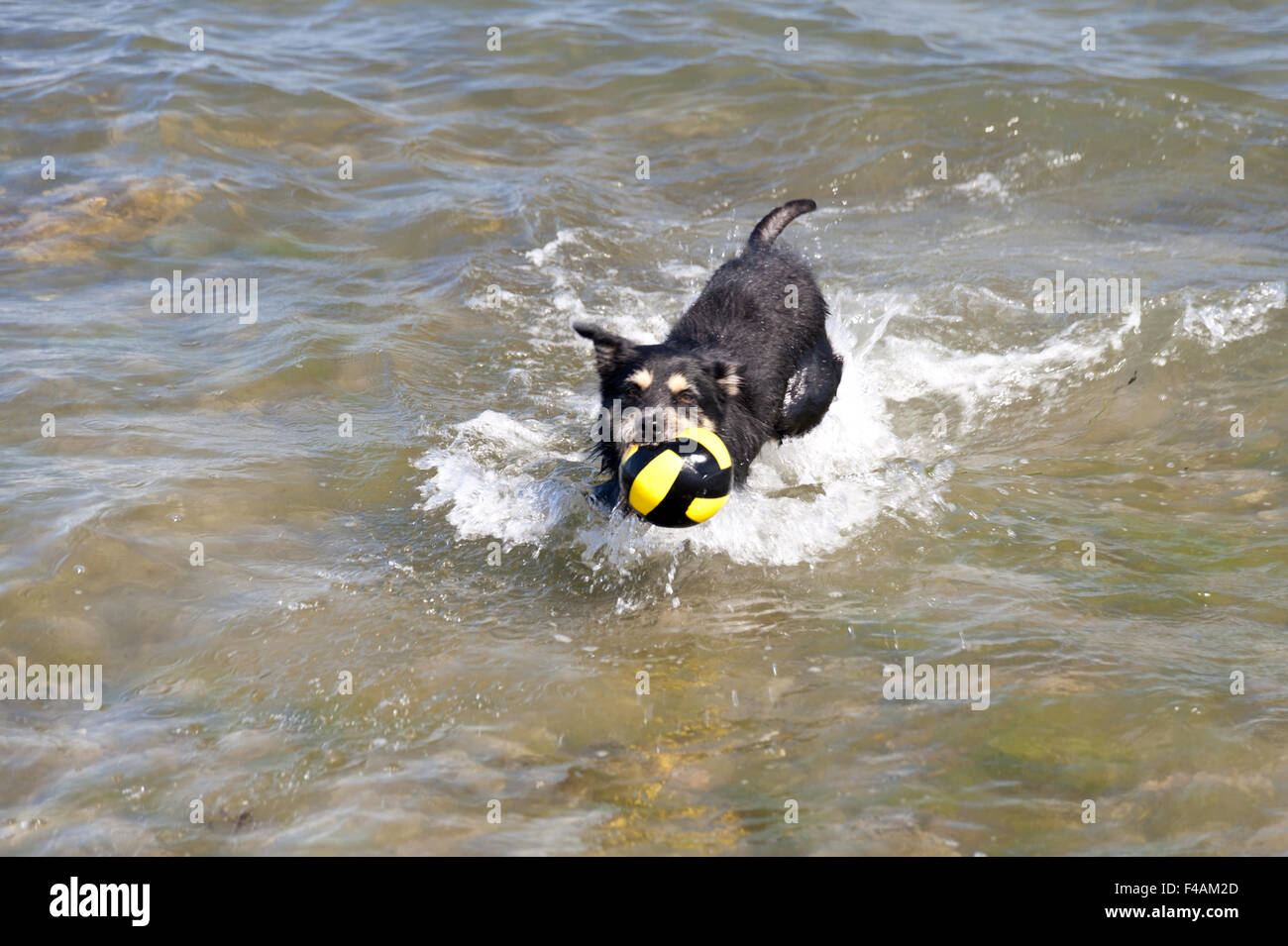 Bathing Dog Stock Photo Alamy