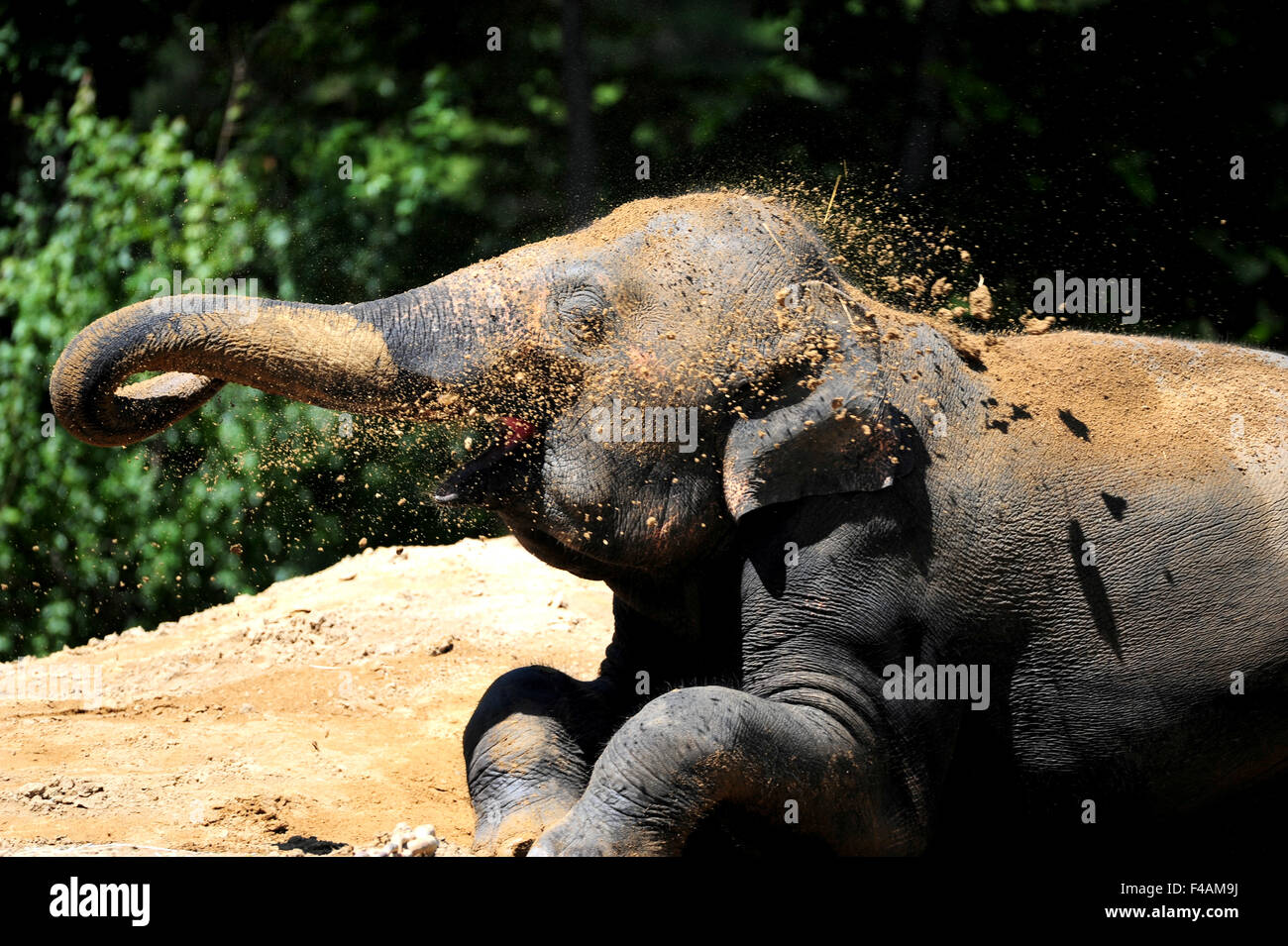 An indian elephant is playing with mud Stock Photo