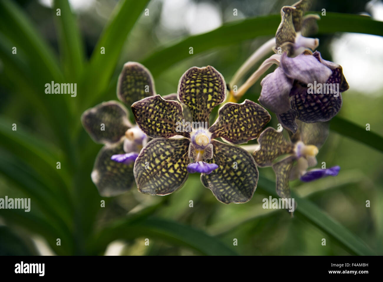 Tropical orchid Stock Photo