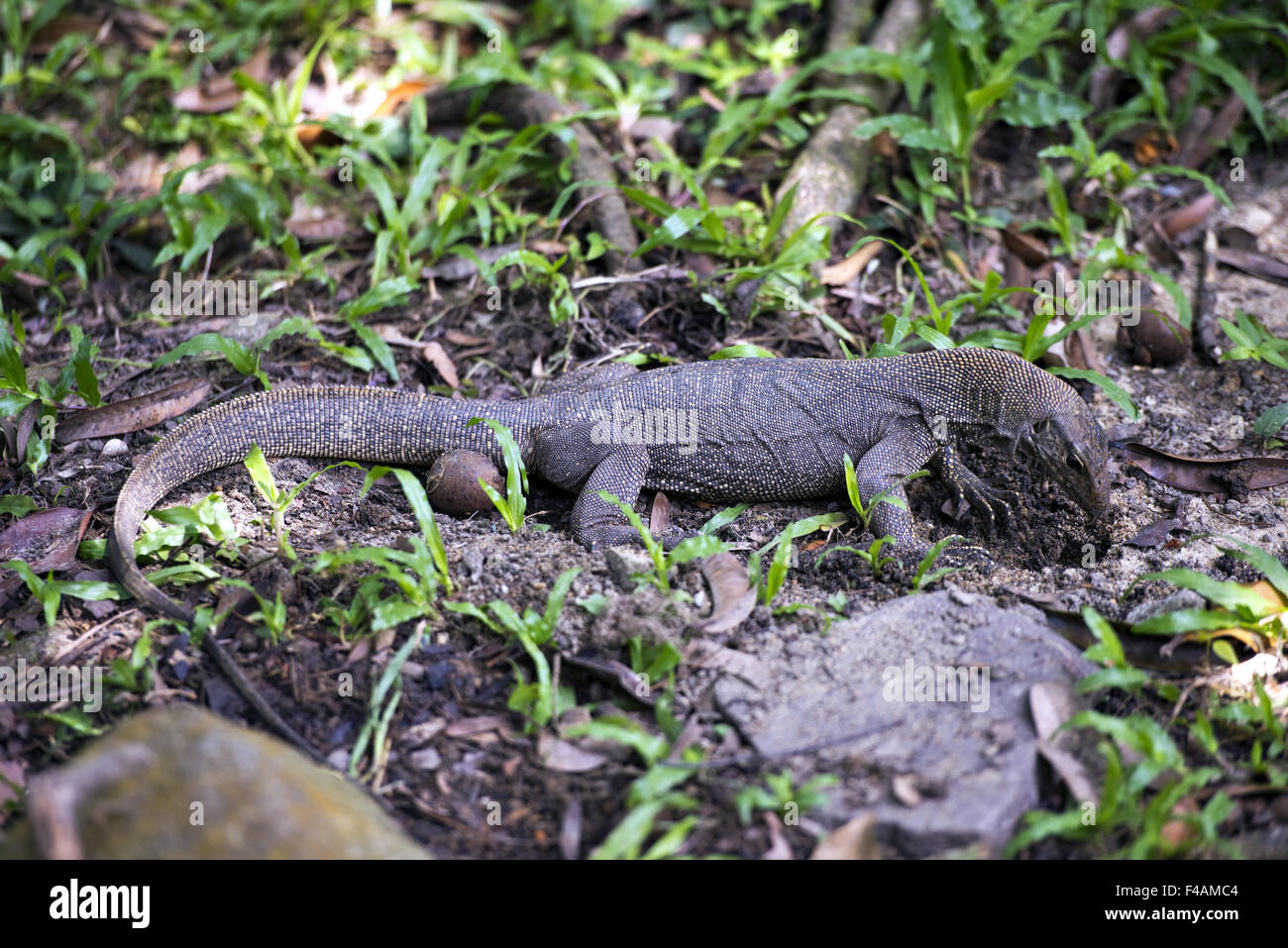 Asian water monitor (Varanus salvator) Stock Photo