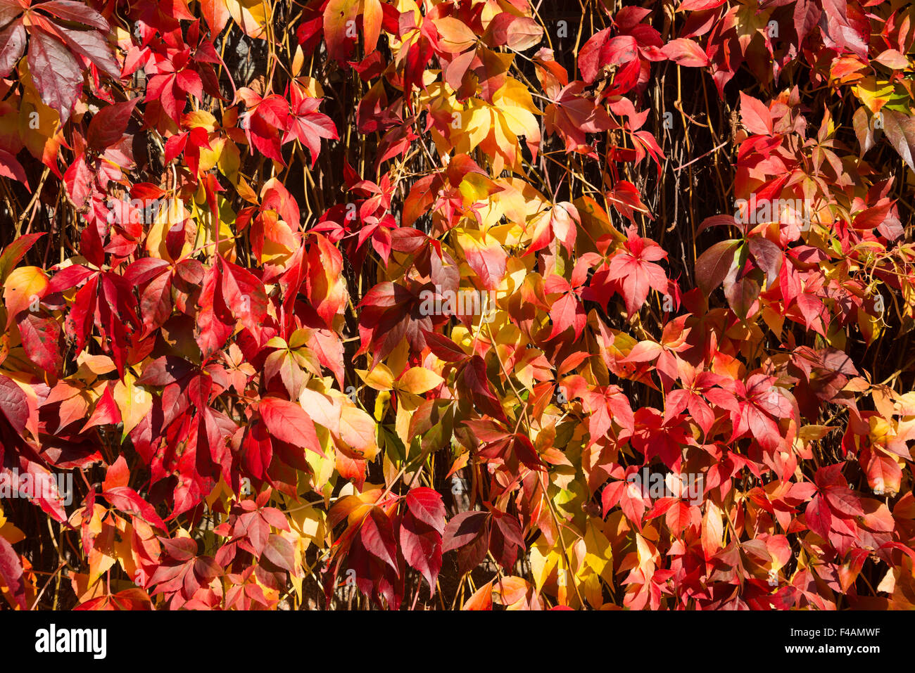 Autumn leaves on wall, Tonbridge, Kent, England, United Kingdom Stock Photo