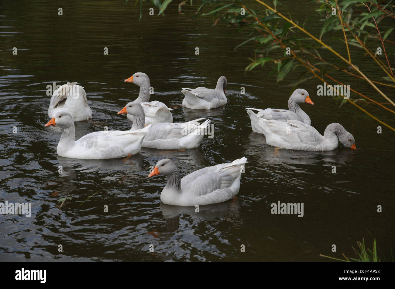 Domestic geese Stock Photo