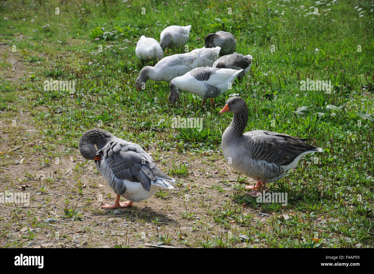 Domestic geese hires stock photography and images Alamy