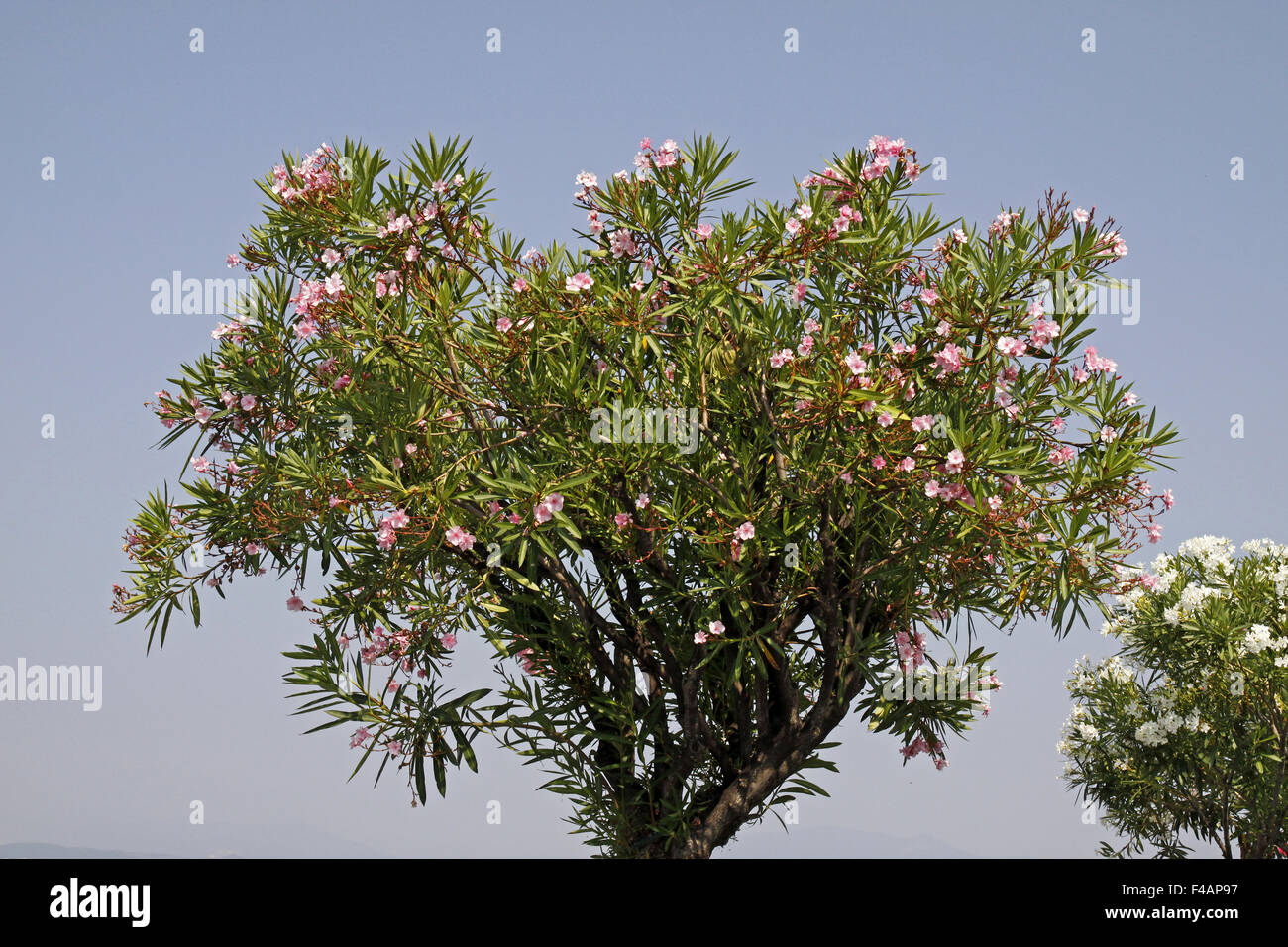 Oleander tree with blossoms Stock Photo