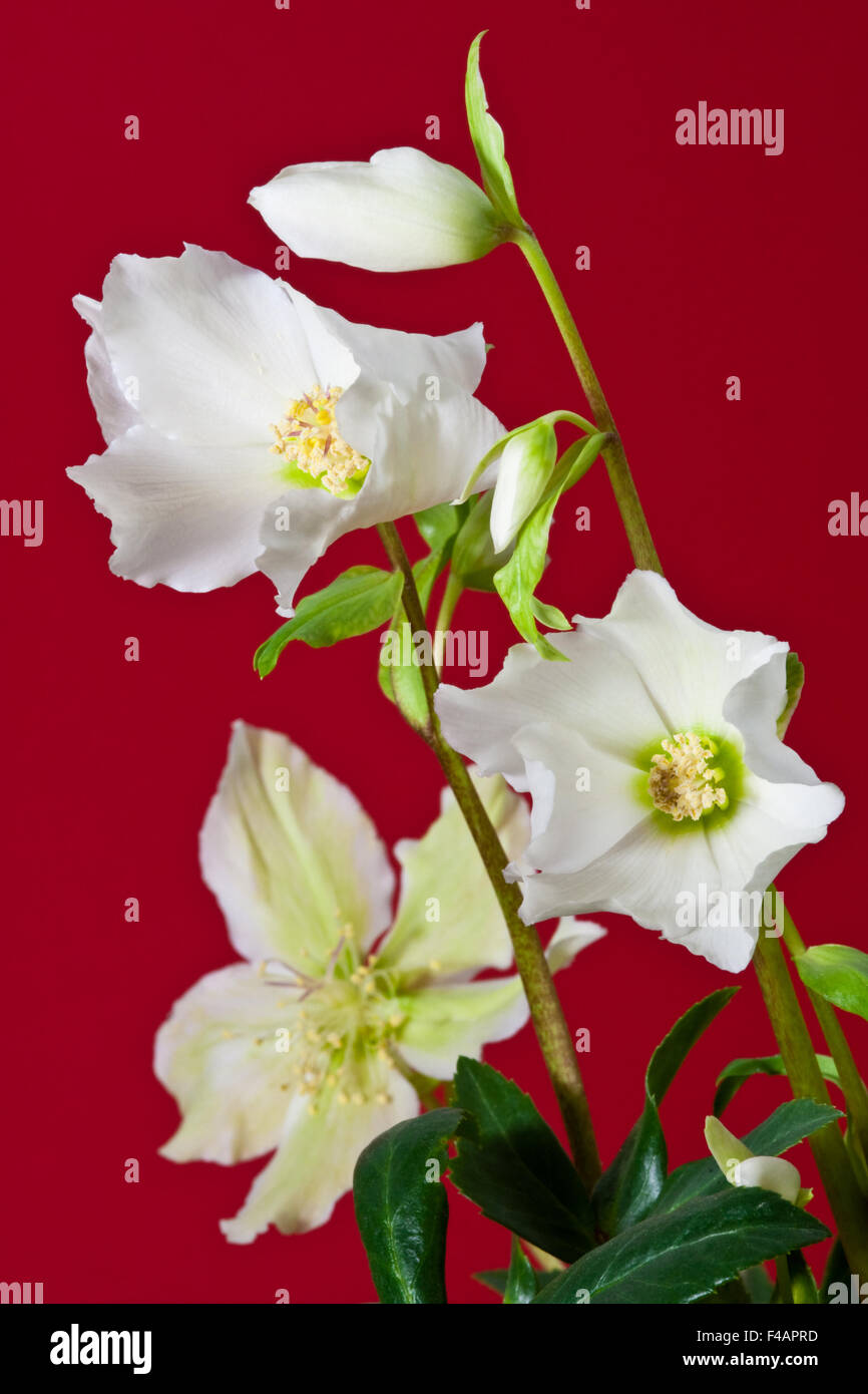 Christrose, Christmas Rose, Helleborus niger Stock Photo Alamy