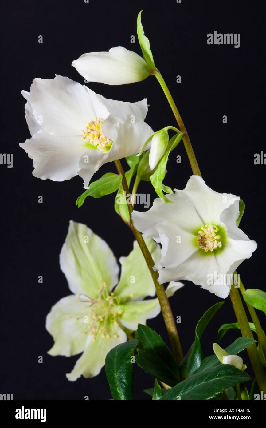 Christrose hi-res stock photography and images - Alamy