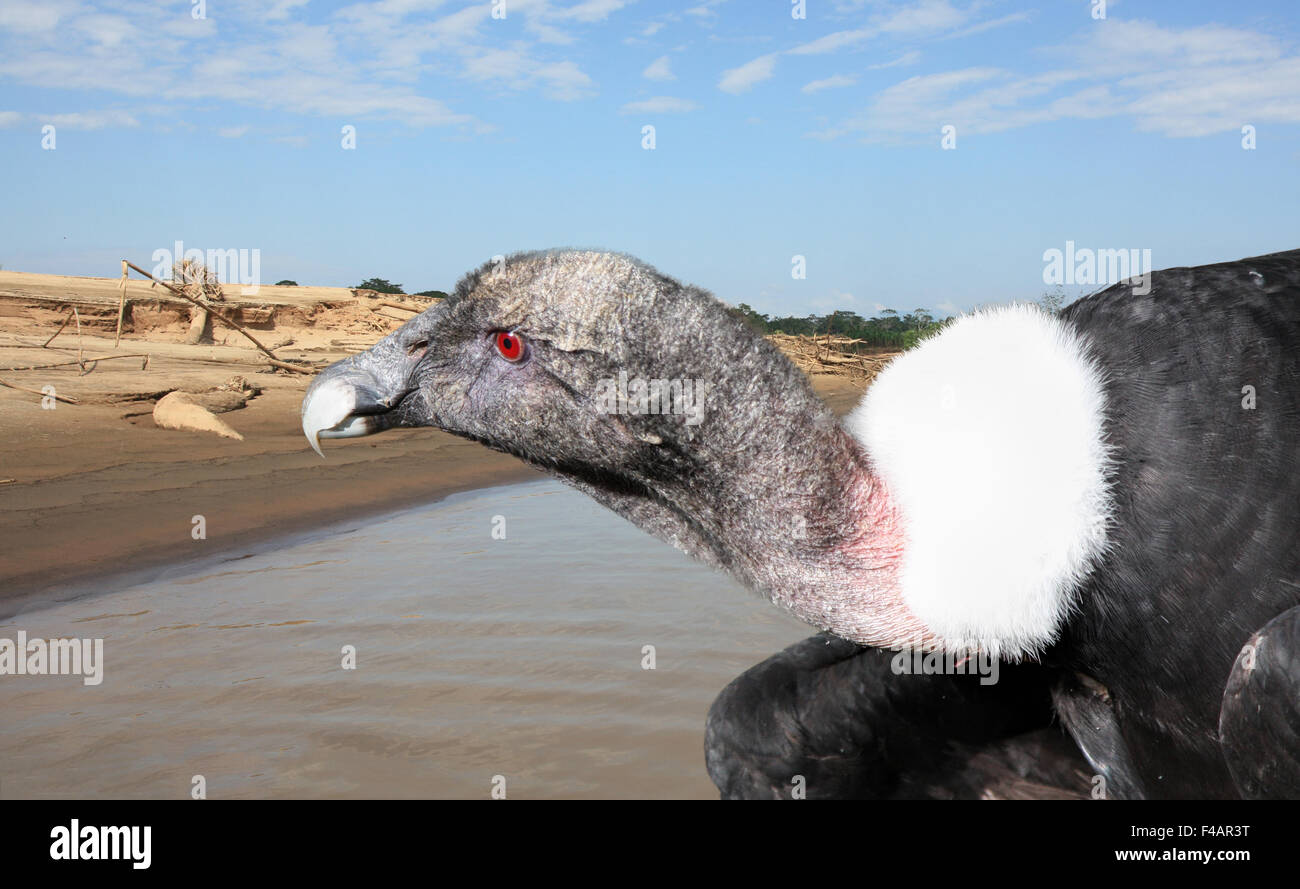 large male condor bird - white collar around neck Stock Photo